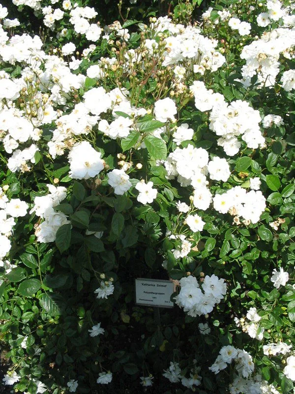 Rosa 'Katharina Zeimet'