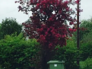 Crataegus x media 'Paul's Scarlet'