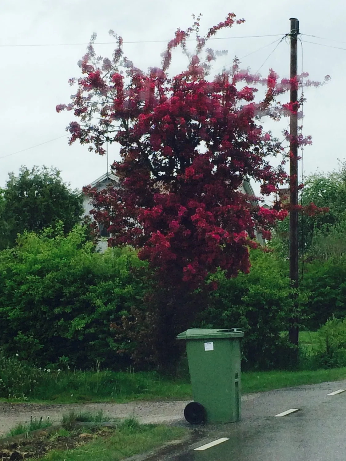Crataegus x media 'Paul's Scarlet'