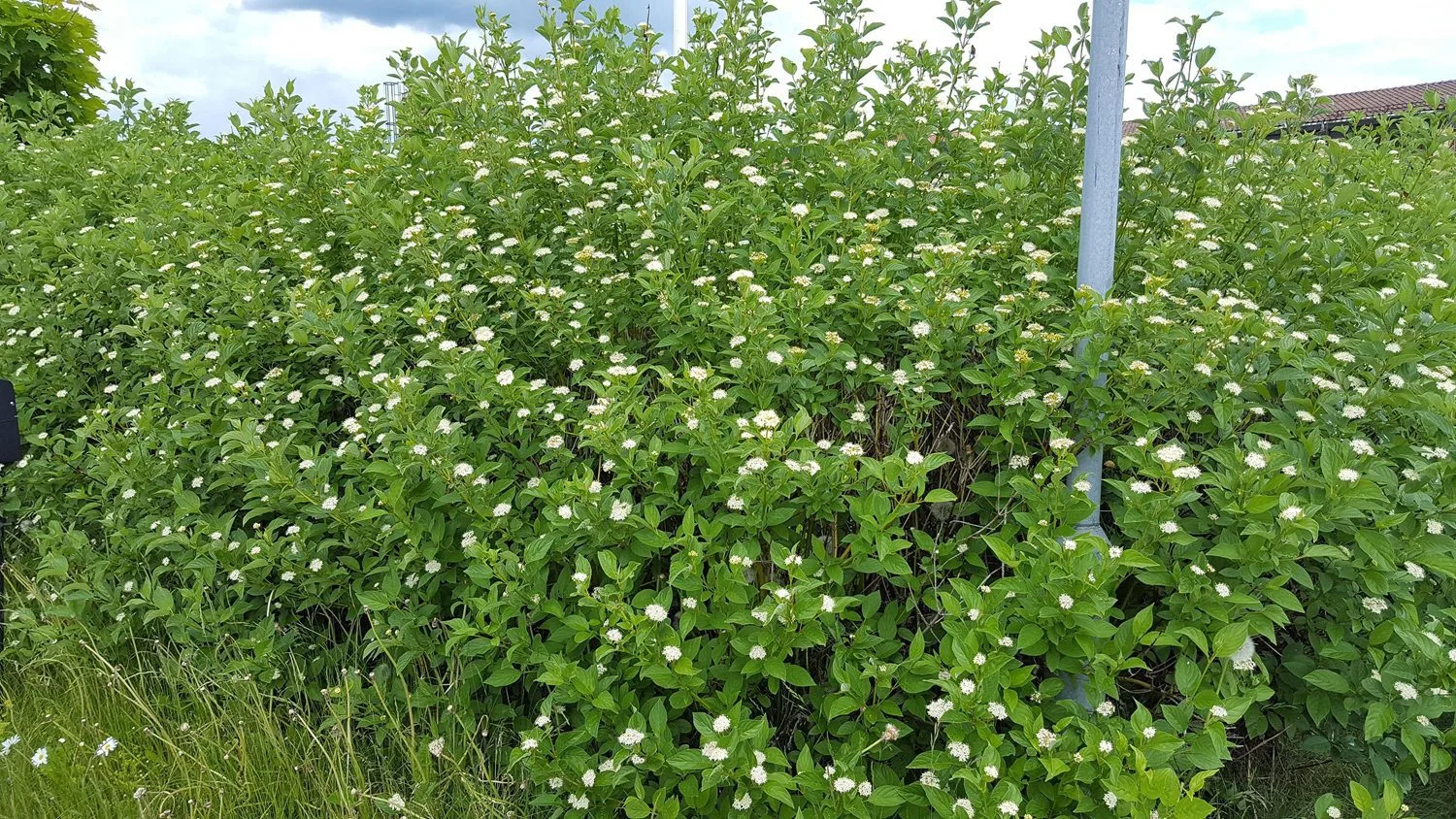 Cornus sericea 'Flaviramea' - Image 3