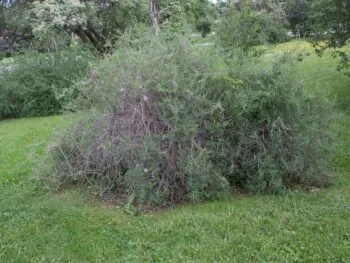 Lonicera syringantha