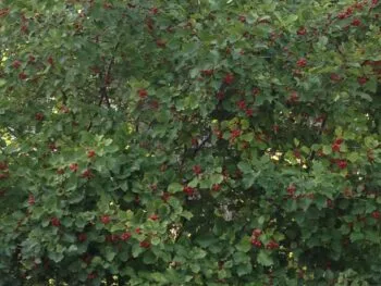 Crataegus flabellata var. grayana fk Uppsala E