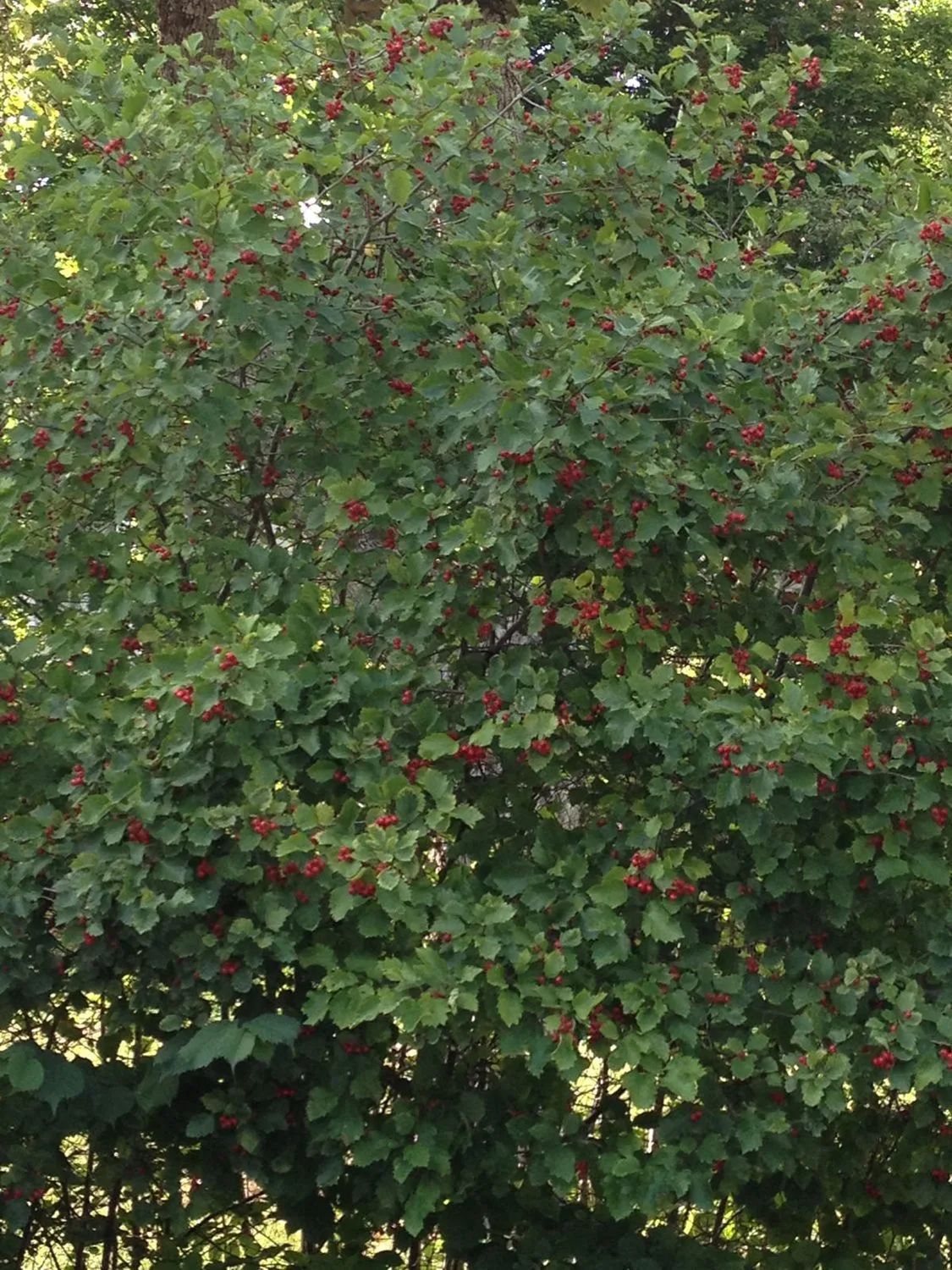 Crataegus flabellata var. grayana fk Uppsala E