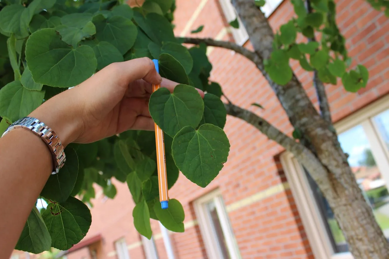 Cercidiphyllum japonicum - Image 3