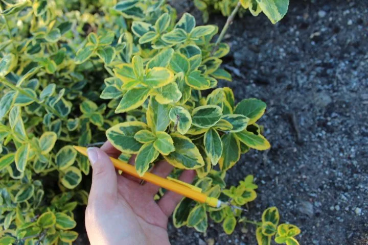 Euonymus fortunei 'Emerald n' Gold' - Image 3