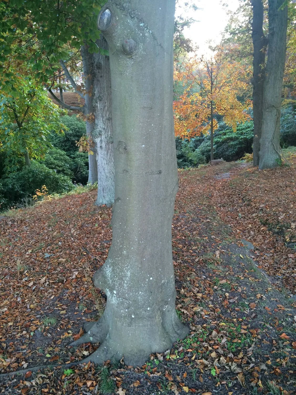 Fagus sylvatica fk Gottåsa E - Image 4
