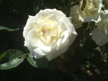 Rosa 'Gråsten'