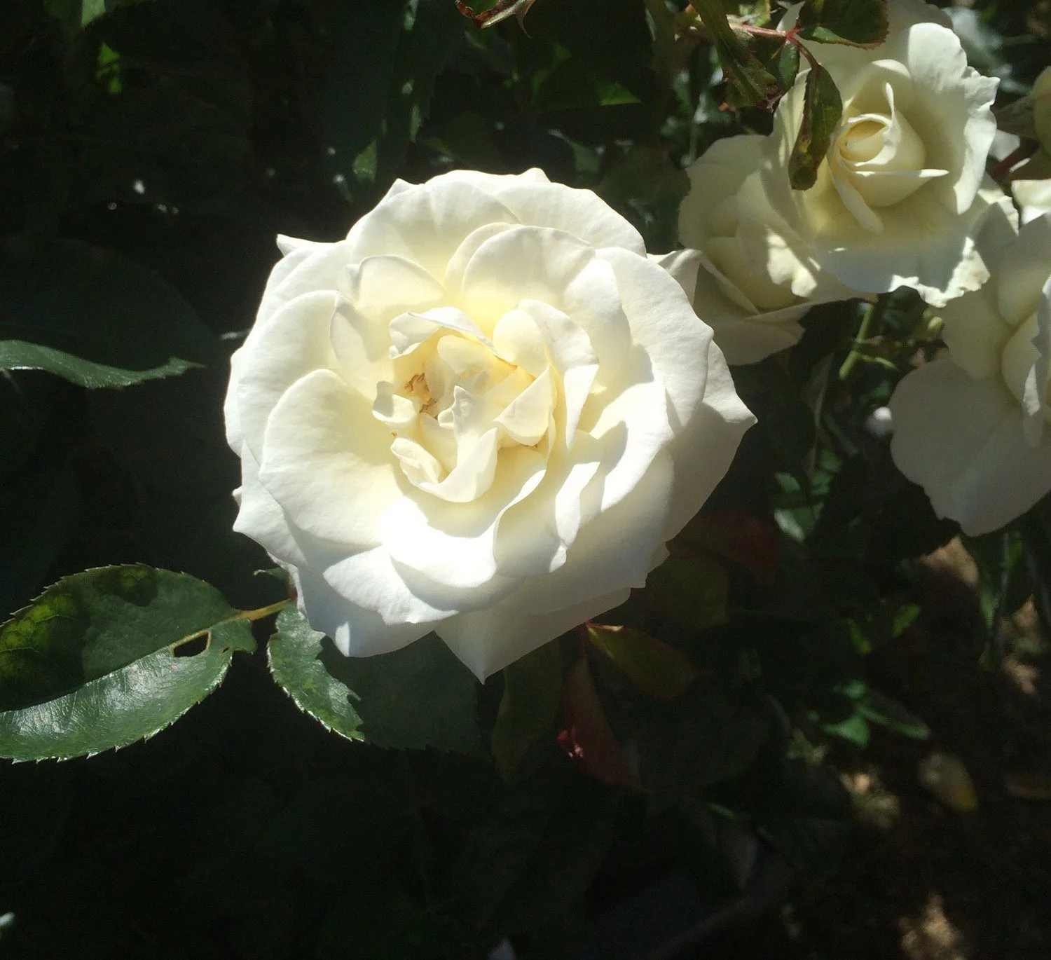 Rosa 'Gråsten'