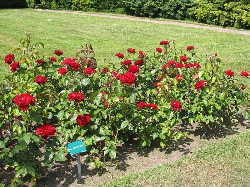 Rosa 'H C Andersen' - Image 2