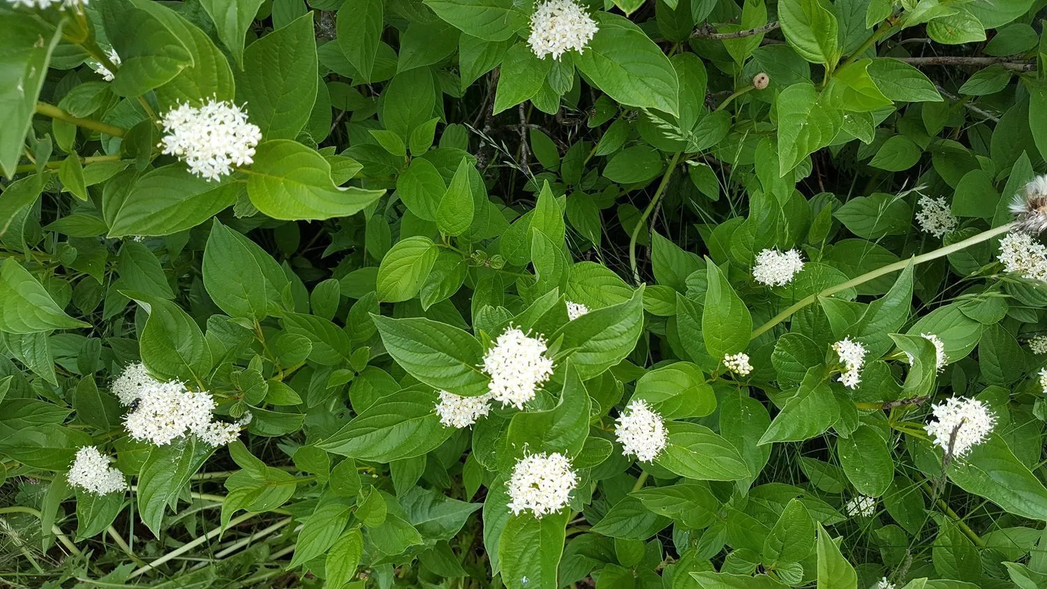 Cornus sericea 'Flaviramea' - Image 2