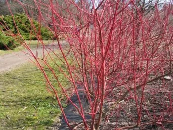 Cornus alba 'Sibirica'
