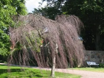 Betula pendula 'Youngii'