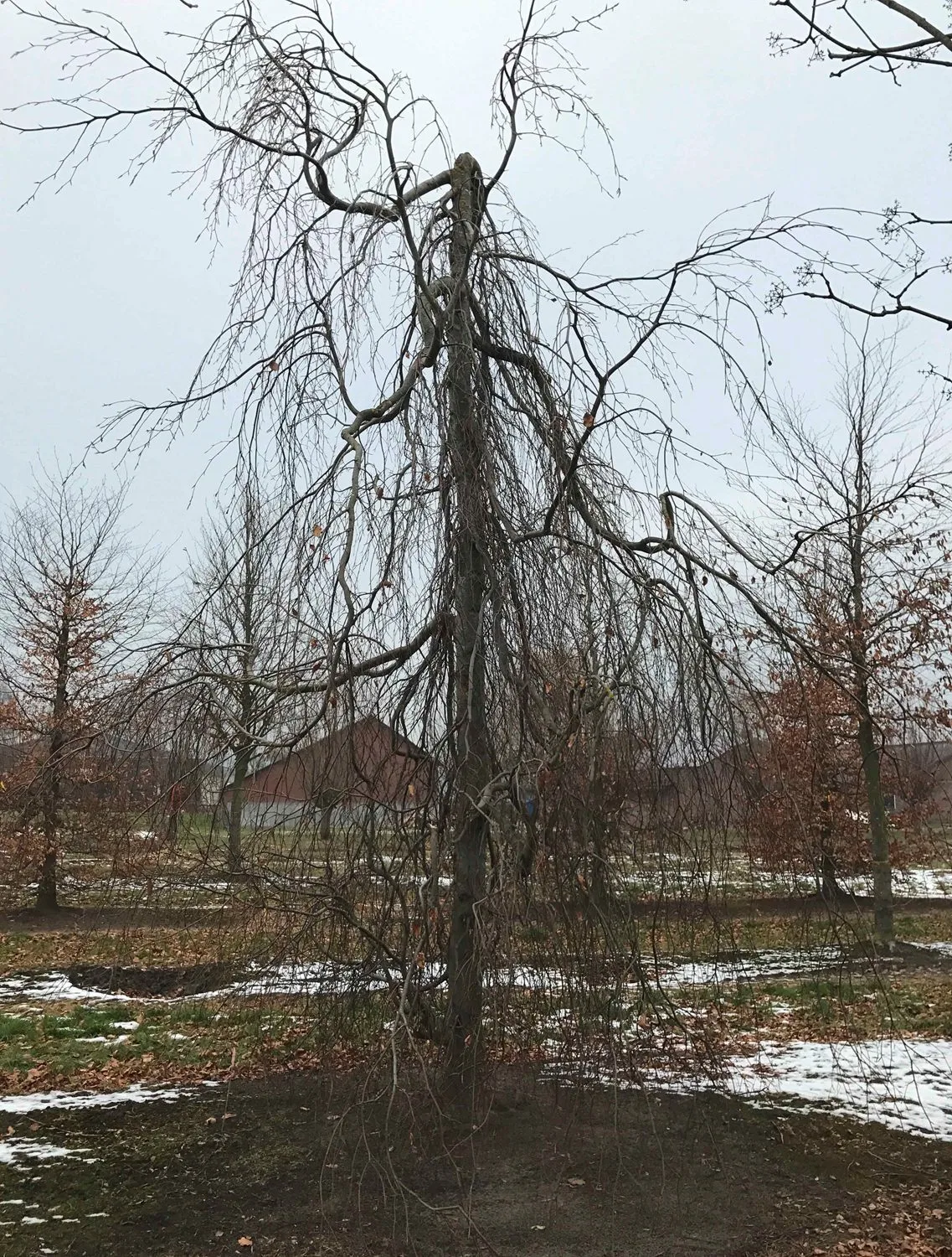 Fagus sylvatica 'Pendula' - Image 5