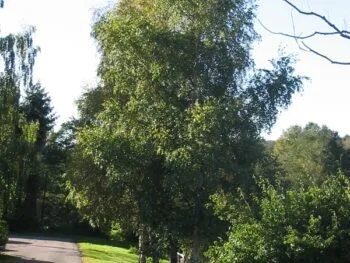 Betula pubescens
