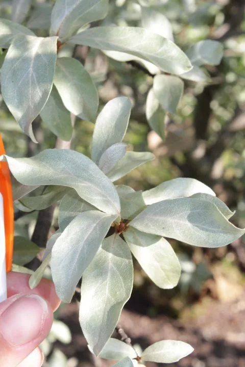 Elaeagnus commutata - Image 2