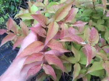 Diervilla splendens 'Kajo'