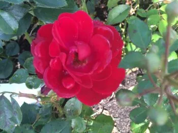 Rosa 'Lichterloh'