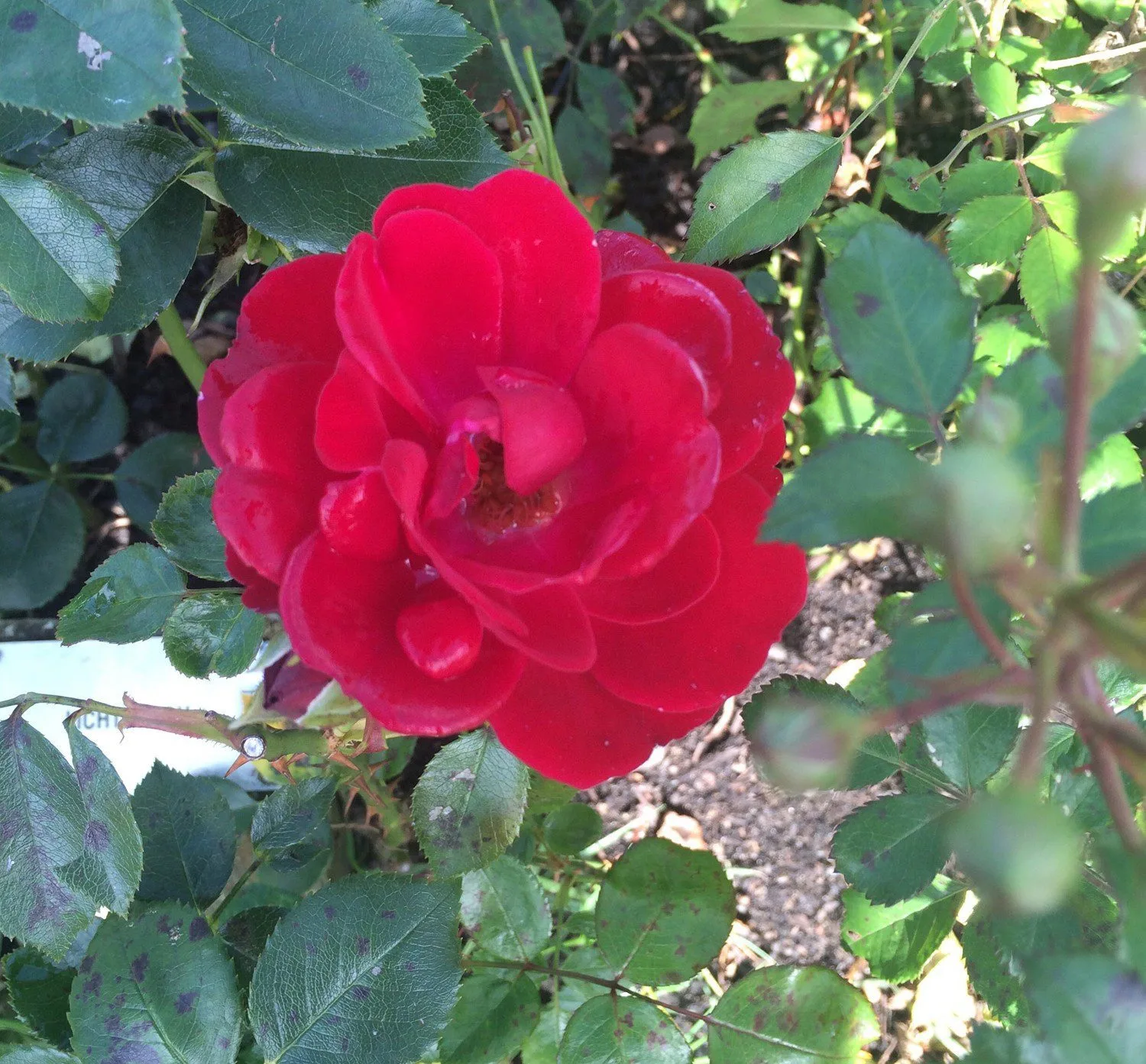Rosa 'Lichterloh'