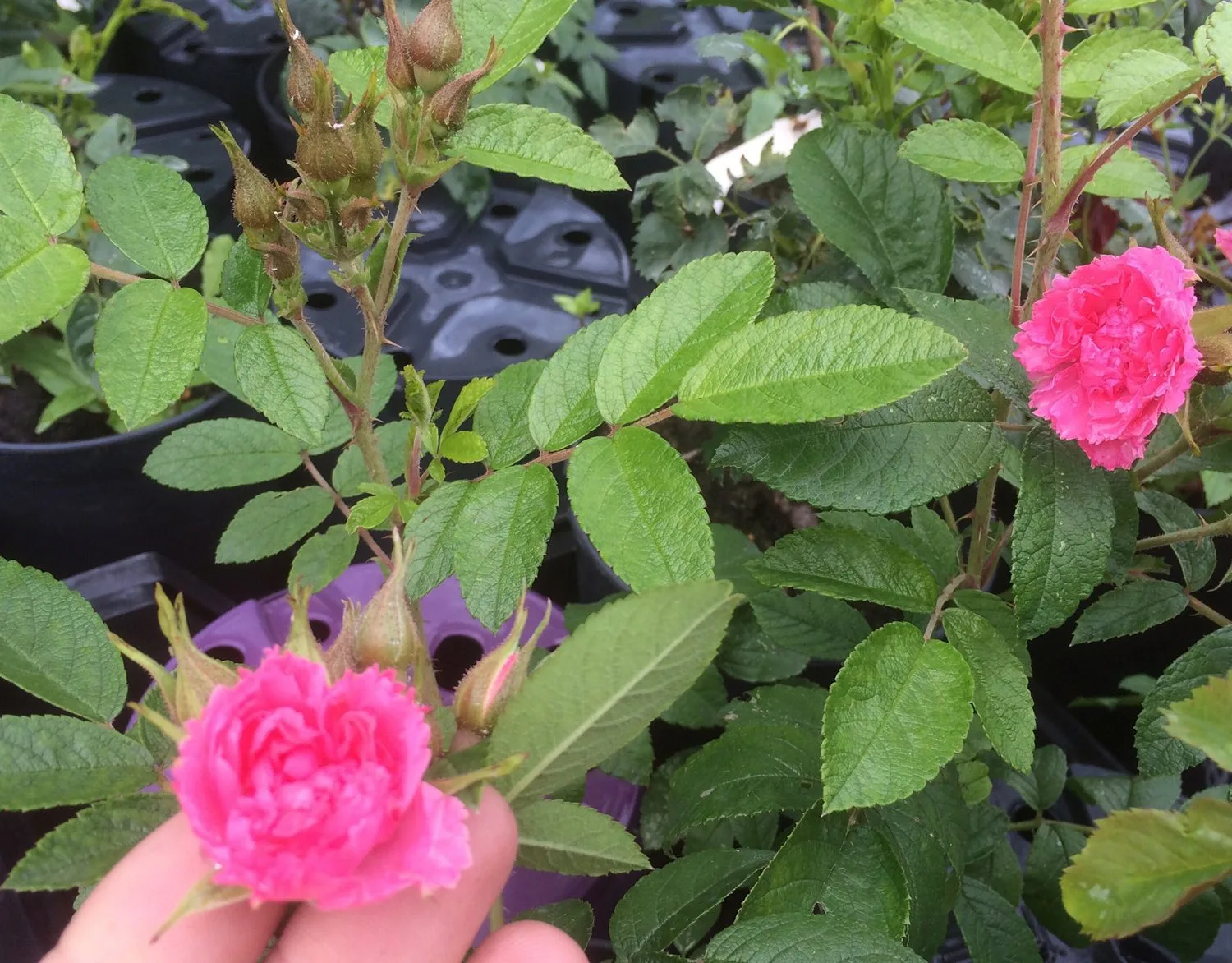 Rosa 'Pink Grootendoorst' - Image 2