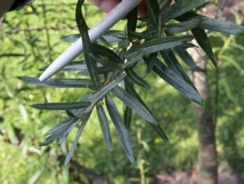 Hippophae rhamnoides 'Romeo' E