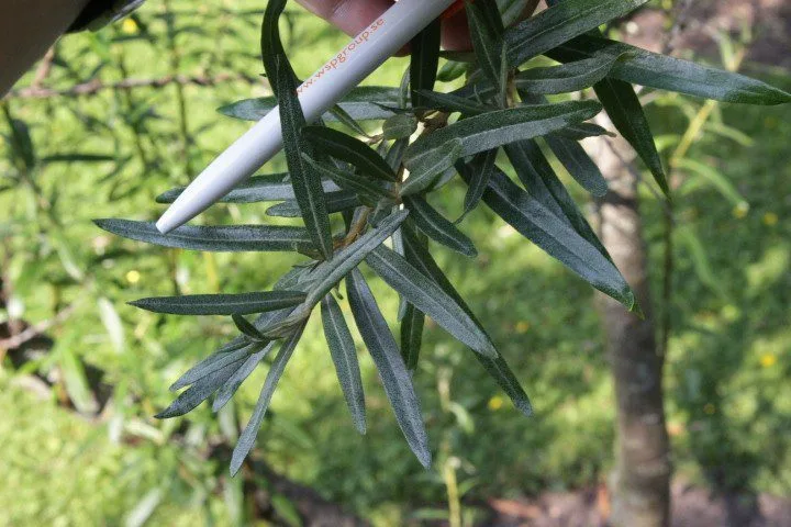 Hippophae rhamnoides 'Romeo' E