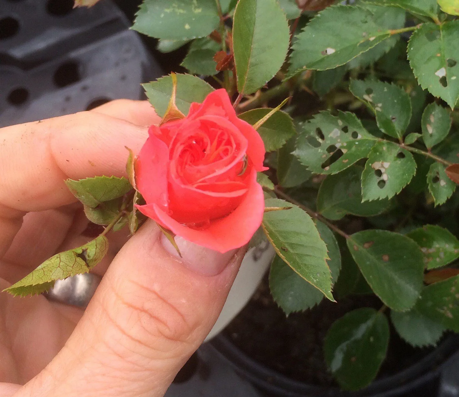 Rosa 'Fredensborg' - Image 2