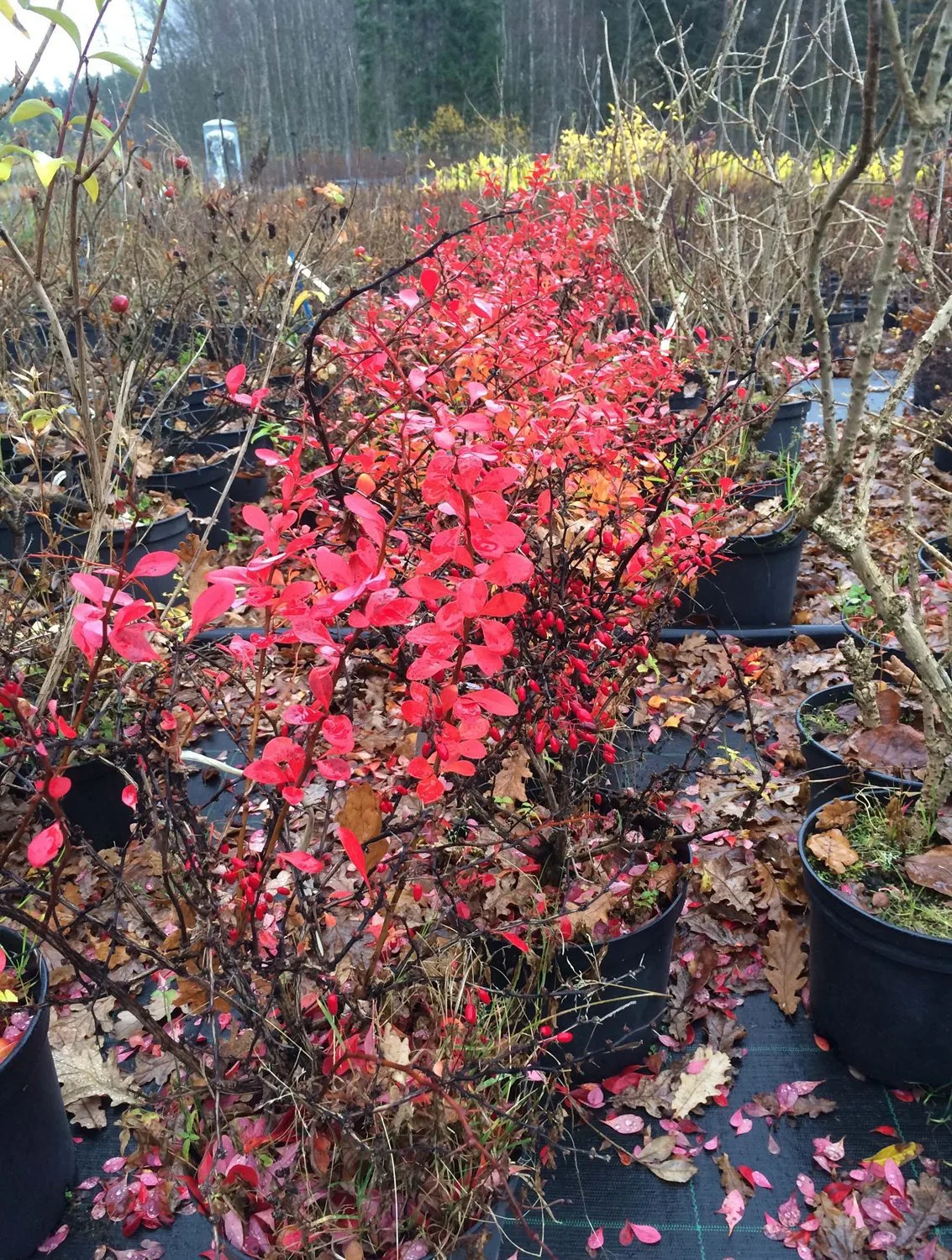 Berberis thunbergii 'Atropurpurea Nana' - Image 3