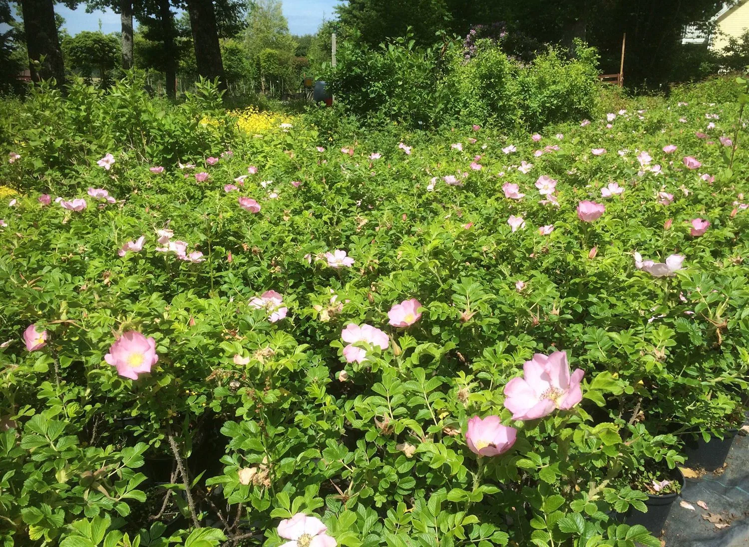 Rosa 'Fru Dagmar Hastrup'