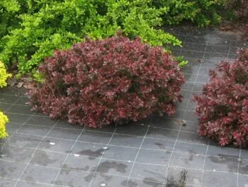Berberis thunbergii 'Bagatelle'
