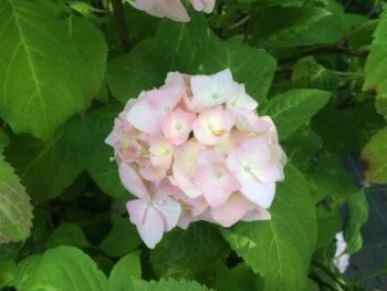 Hydrangea macrophylla 'Bouquet Rose'