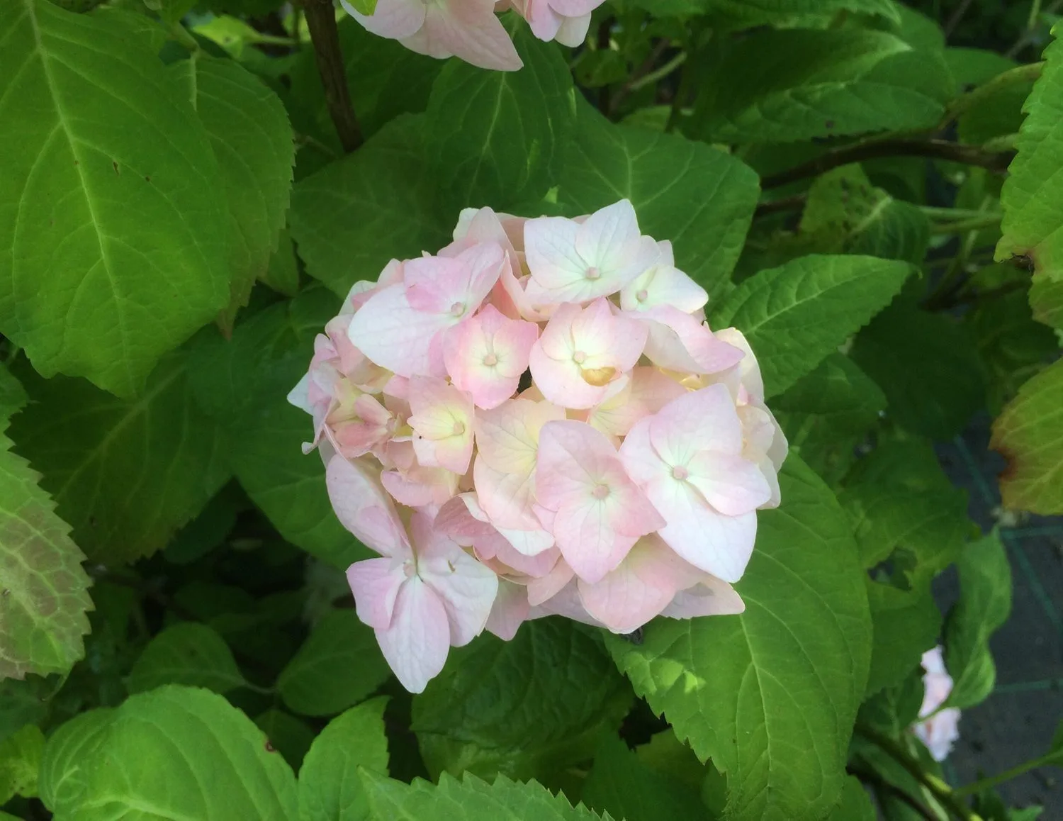 Hydrangea macrophylla 'Bouquet Rose'