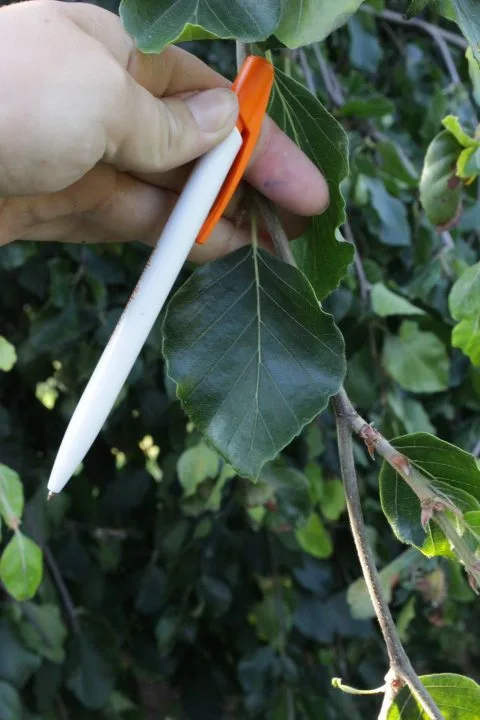 Fagus sylvatica 'Pendula' - Image 4