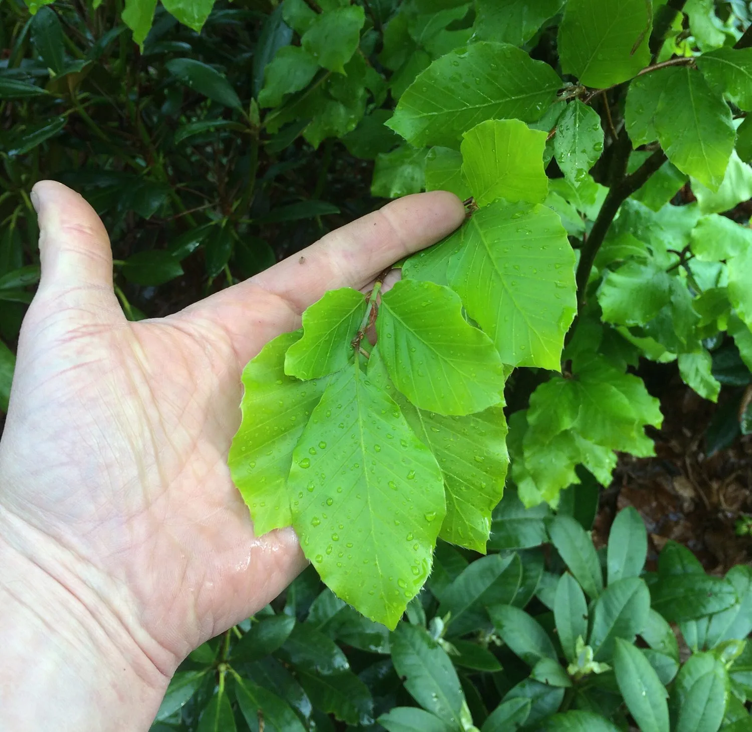 Fagus sylvatica 'Dawyck Gold' - Image 2