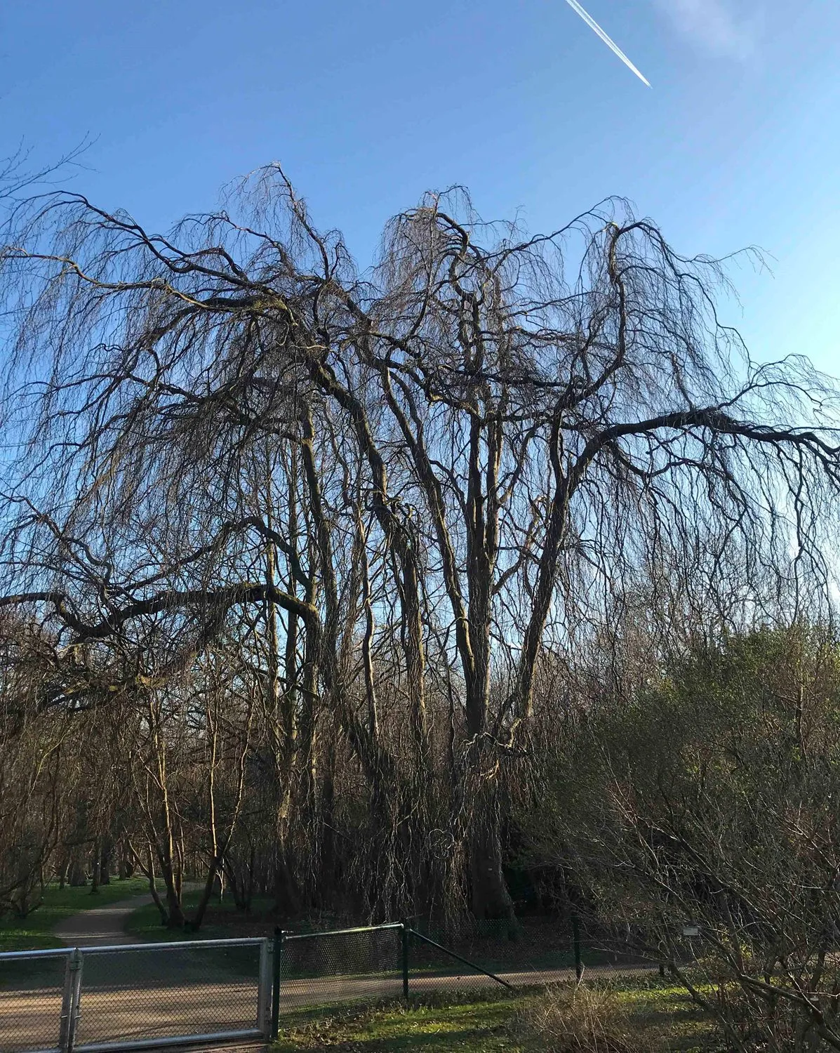 Fagus sylvatica 'Pendula' - Image 3