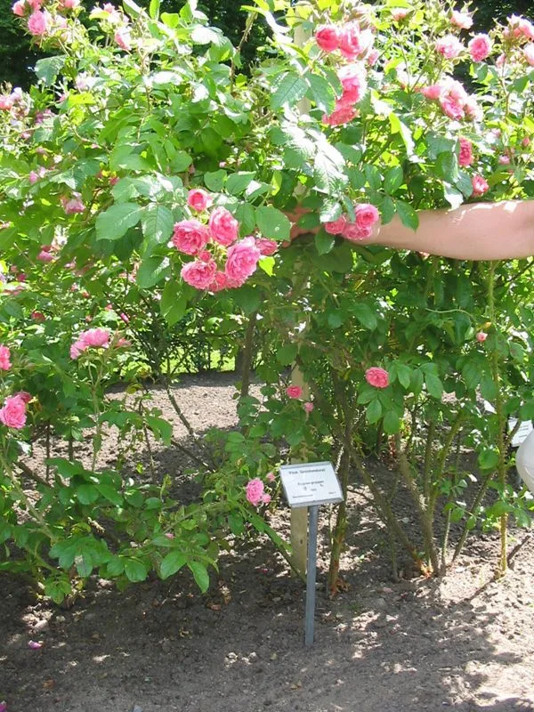Rosa 'Pink Grootendoorst' - Image 3