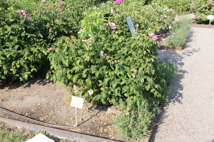 Rosa 'Rosa Mundi' - Image 2