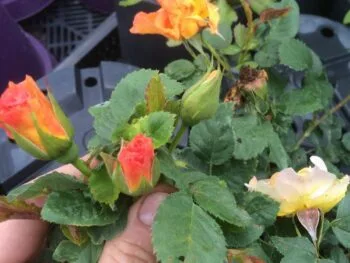 Rosa 'Morden Sunrise'