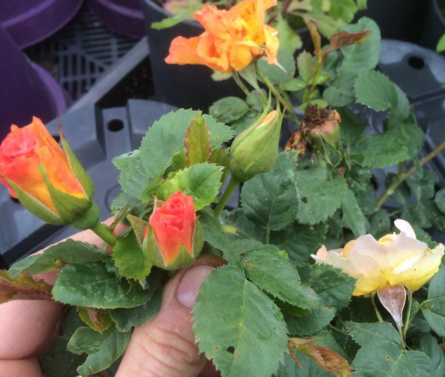 Rosa 'Morden Sunrise'