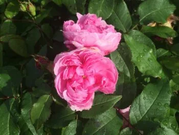 Rosa 'Jacques Cartier'