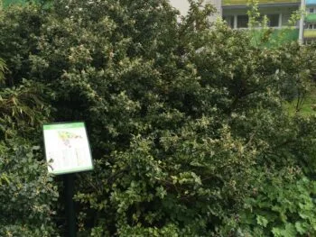Ilex aquifolium 'Blue Prince'