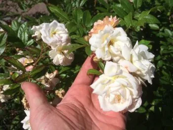 Rosa 'Ghislaine de Féligonde''