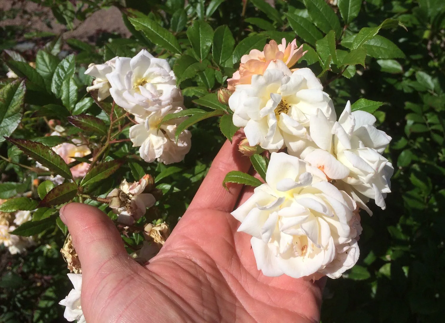 Rosa 'Ghislaine de Féligonde''