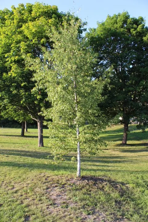 Betula pendula 'Dalecarlica' E - Image 4