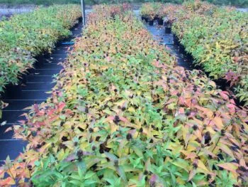 Diervilla lonicera 'Dilon'