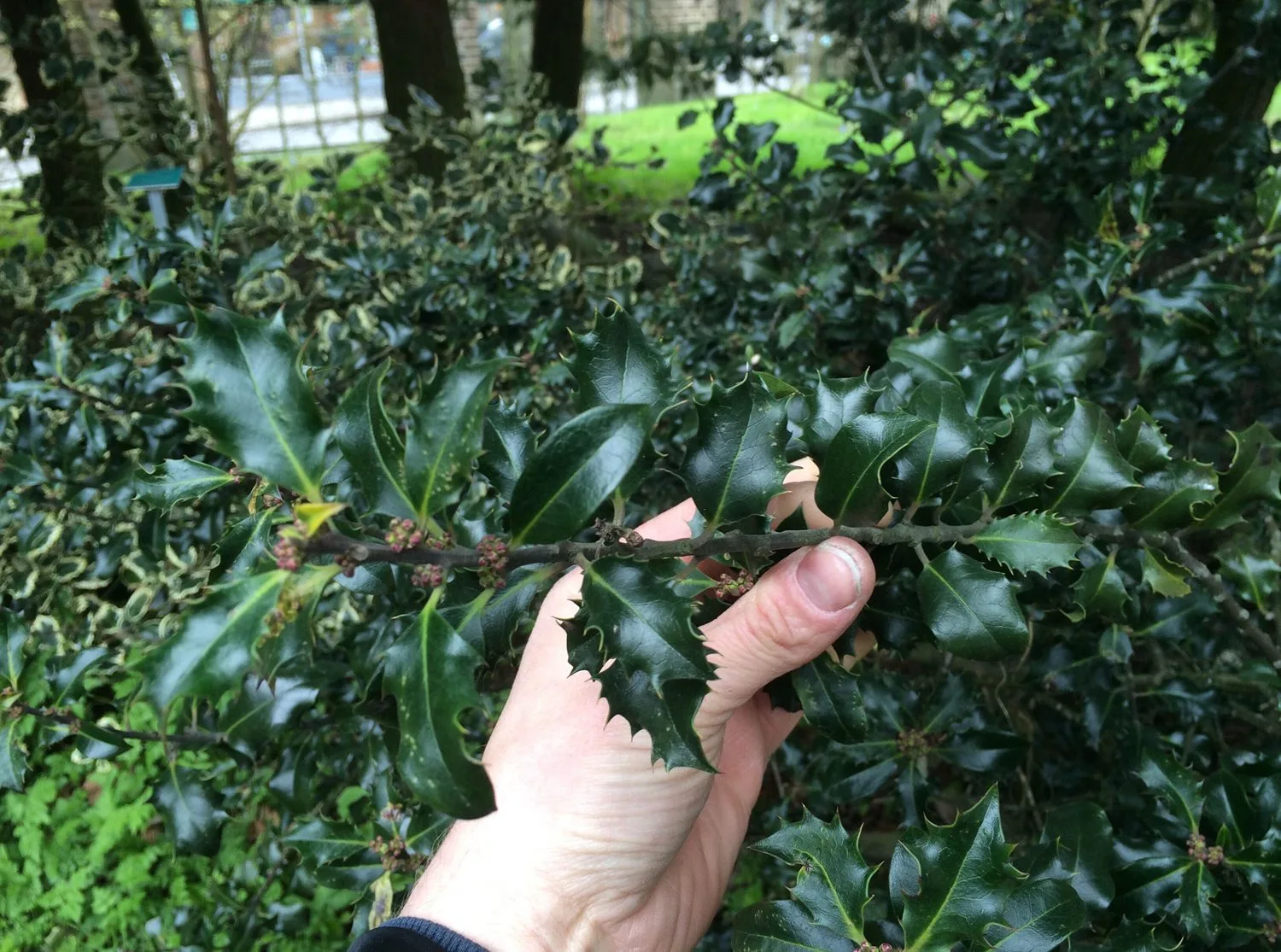 Ilex aquifolium 'Blue Angel' - Image 3