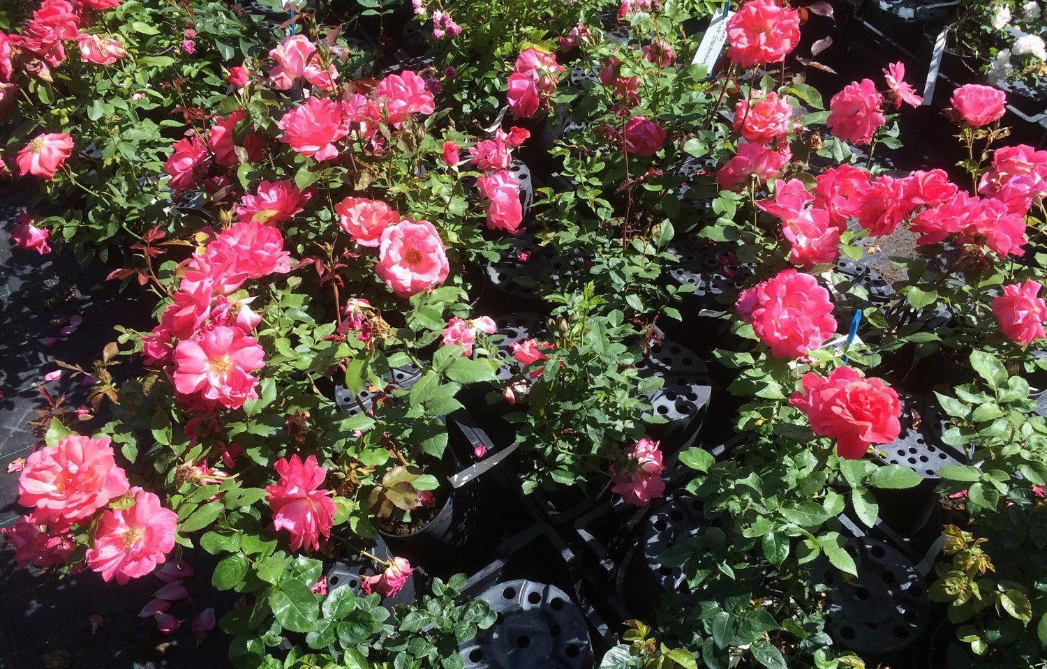 Rosa 'Pernille Poulsen' - Image 2