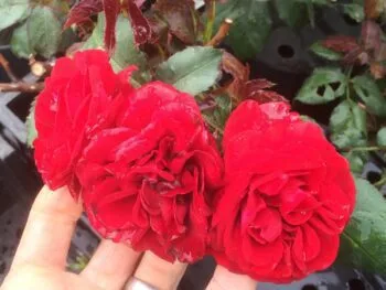 Rosa 'Europeana'
