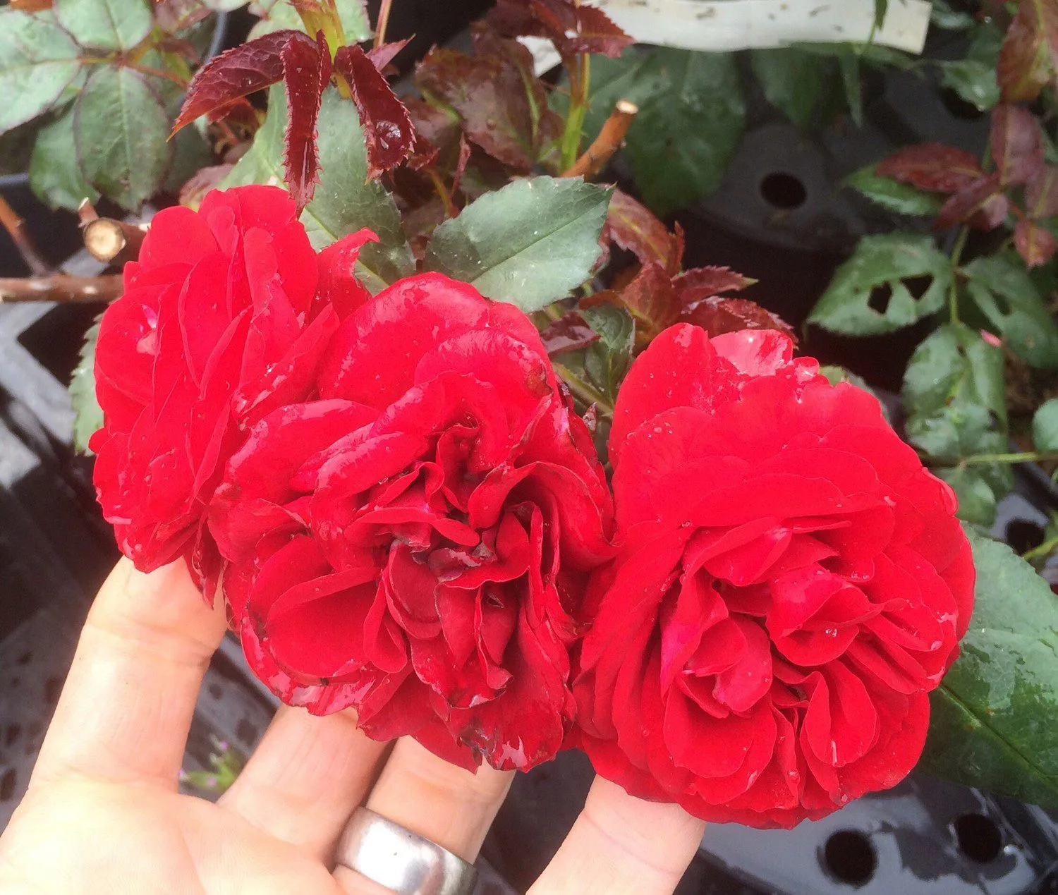Rosa 'Europeana'