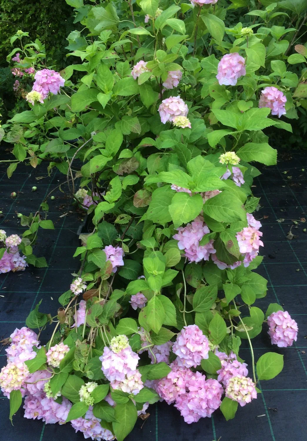 Hydrangea macrophylla 'Bouquet Rose' - Image 2