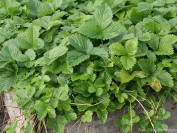 Fragaria vesca 'Rödluvan'